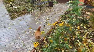 Дачная жизнь / жизнь с юмором и оптимизмом