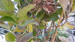 Посылка из " Подворья", гортензия крупнолистная  " Blueberry Cheesecake" ??♀️?♀️?♀️