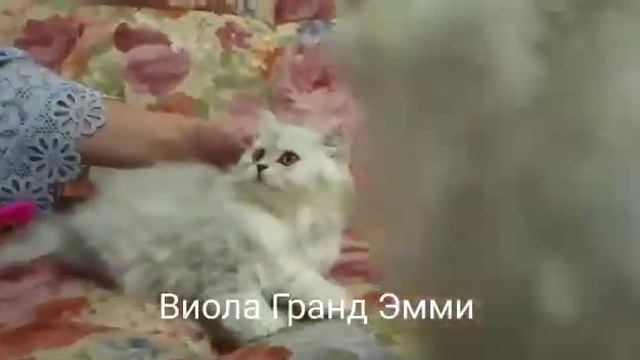 Виола Гранд Эмми, 2, 5 месяцев смотреть онлайн