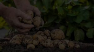 Семена Картофеля Адретта