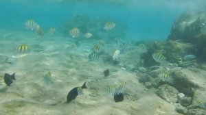 Красное море. Подводные съемки. Целое море рыбы! Мелководье 4/4. Египет/Egypt (part 9)