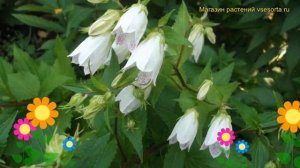 Колокольчик такесима Альба. Краткий обзор, описание характеристик campanula takesimana Alba