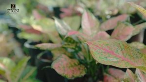 Ионитный питательный субстрат ЦИОН Космо - надежный помощник в офисном и домашнем цветоводстве