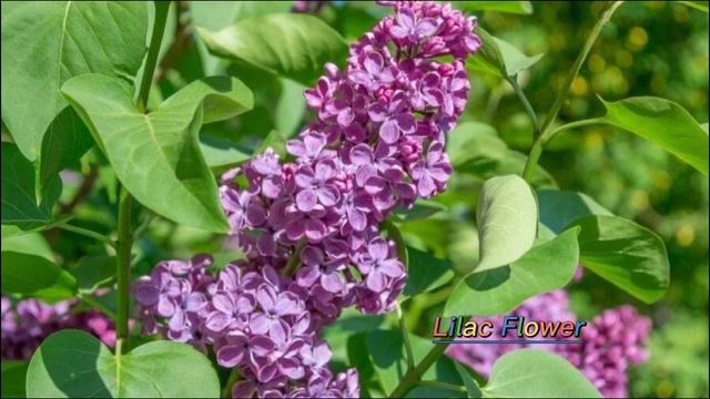 One Hundred Fifteen Beautiful Types of Purple Flowers смотреть онлайн