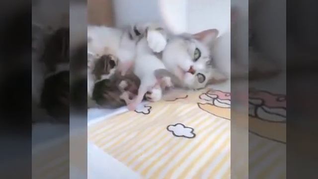 Всемирный день собаки С праздником собак Милые видео про собак и других животных смотреть онлайн