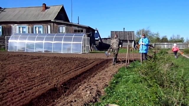 Посадка картофеля под плуг . смотреть онлайн