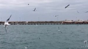 КРЫМ ЗИМОЙ! Зимняя Ялта. Набережная. Как снять жилье?