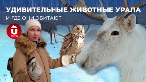 Уральские питомники: кто живёт внутри? | Сова из Гарри Поттера, бизон, песец и верблюд