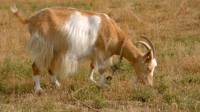Звуки козы и козла в деревни/ Звук козы или как говорит коза/The sound of a goat or as the goat say