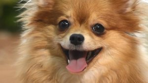 2023-04 VEDA My Totem Oralvet - видеообложка 30 сек