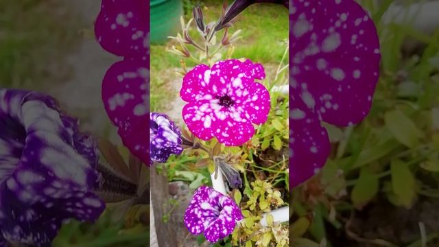 Петуния Звездное небо. ?