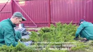 Услуги агрономов по обрезке хвойных деревьев и кустов в Москве, МО. Заказать выезд по т.84956695223