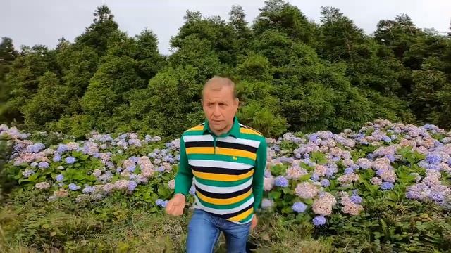 Азорские острова прогулка по реликтовому лесу !