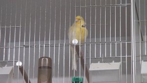 кенар курчавая североголландская 22.04.13