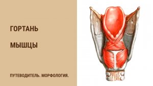 Гортань.  Мышцы