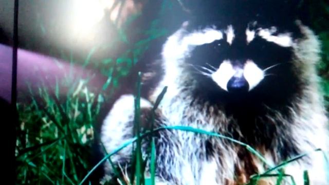 Милахи еноты смотреть онлайн