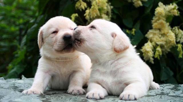 Новая песня Горячий Шоколад. Просто хит! Послушайте! смотреть онлайн