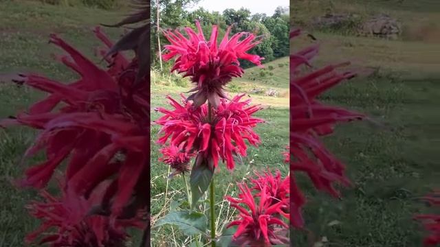 Червона РУТА (БЕРГАМОТ, МОНАРДА) … смотреть онлайн