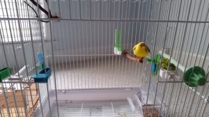 CША ЛЮБИТЕЛЯМ ПТИЧЕК-РУЧНАЯ КАНАРЕЙКА