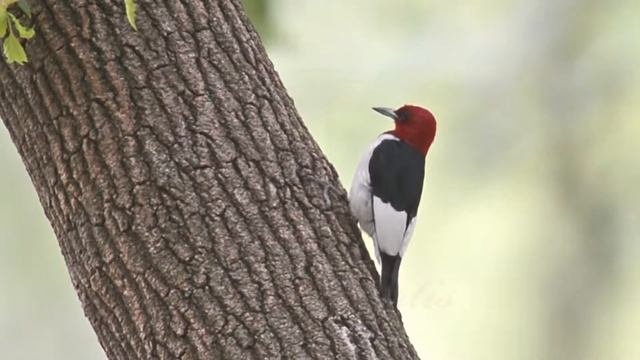 Red-headed Woodpecker, Melanerpes Erythrocephalus