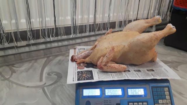 золотые турецкие цыплята бройлер турция забой вес тушки