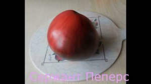 10 сортов из моей коллекции томатов. Антоциановые