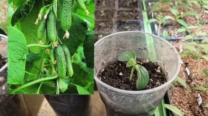 Лучший огурец.