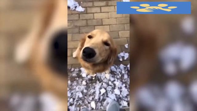 Юмор Для Поднятия Настроения | Помощь Животным | Шок Коты | Приколы Дикие смотреть онлайн