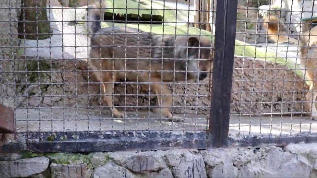 Атлетическая волчица и милый волк! ЗооСказка. Ялта. Крым. смотреть онлайн