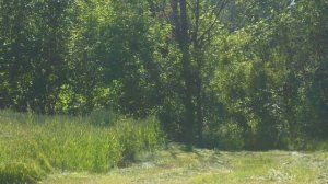 Красота родного края, с.Остапье, Полтавская область,лето 2015 года