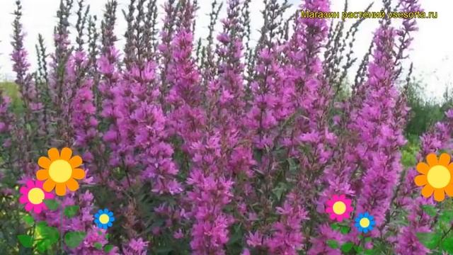 Дербенник иволистный Леди Сэквилл. Краткий обзор, описание характеристик, где купить саженцы смотреть онлайн