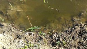 Гадюки в воде Охота на молька