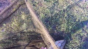 Рыбалка, 15 Сазанов, р.Чулым Здвинский район..mp4