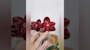 Лаковое цветение Phal. Mituo Sun Mituo #1P, . Mituo king,  P. Mituo Sun King!!!