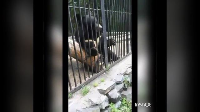 Зоопарк Новосибирская область смотреть онлайн