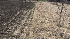 Выращивание чеснока под соломой