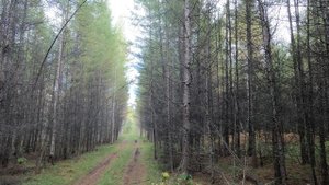 Сравнение звуков