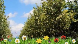 Клен ложноплатановый Леопольди ? Обзор: посадка и уход. крупномеры клена: описание и особенности