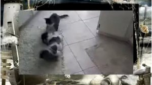 Собачьи бои Кот атакует Собаку