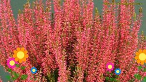 Вереск обыкновенный Рэд Андже. Краткий обзор, описание характеристик calluna vulgaris Red Angie