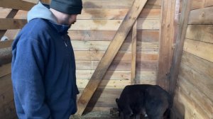 МЫ КУПИЛИ КОРОВУ! НАША ФЕРМА! ЖИЗНЬ ПРОСТЫХ ЛЮДЕЙ В ДЕРЕВНЕ!