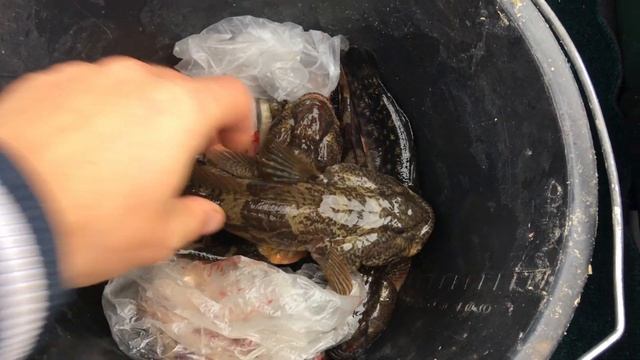 Рыбалка на Черном море. Бычок, кнут. Коблево. Q4'19. Рыбалка с Пугачевым А.И. 4К. смотреть онлайн