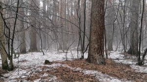 Пение птиц в лесу. Туман в лесу