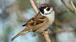 Голоса птиц как поёт Воробей