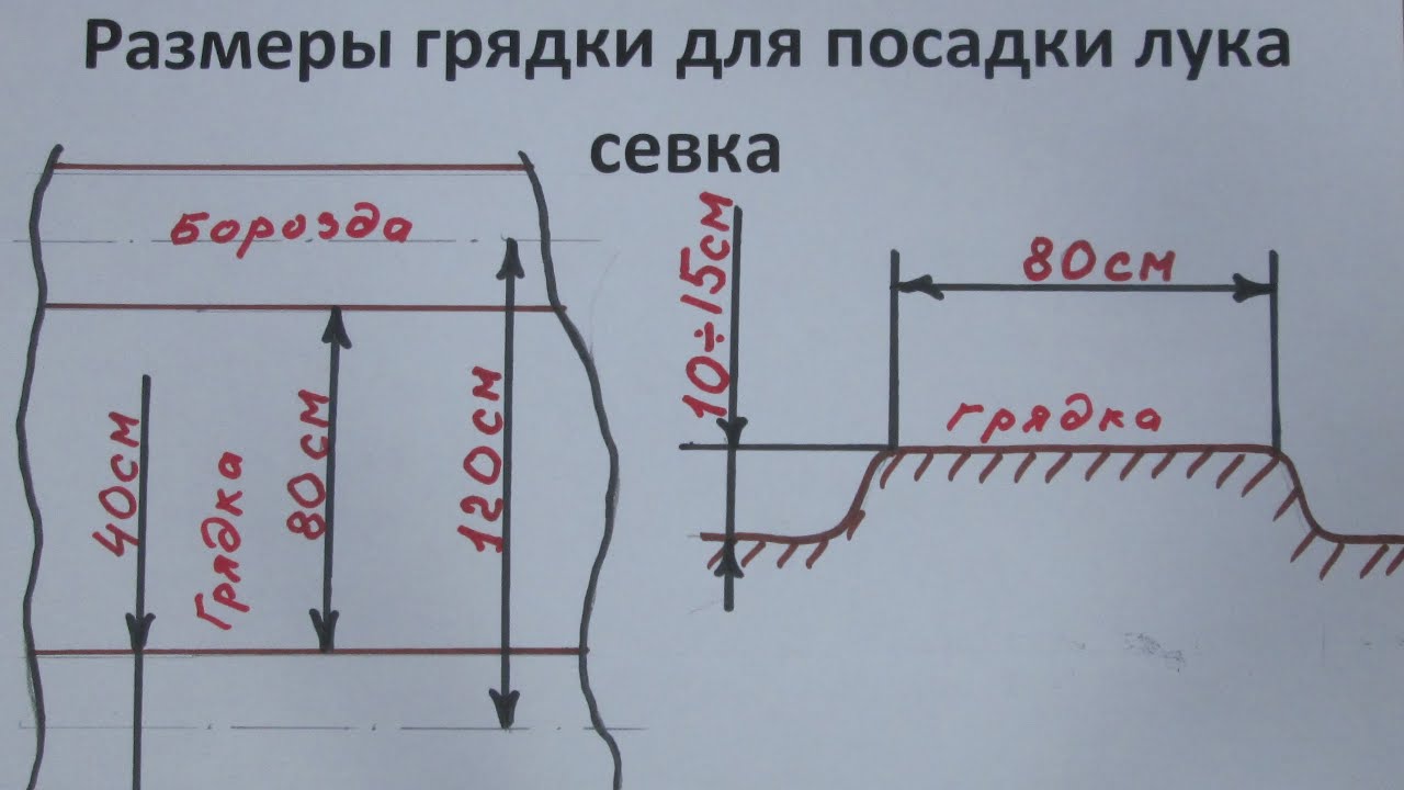 Грядки под лук