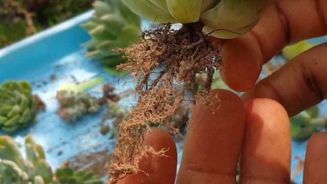 다육이를 새로 구입했을때 확실하게 키우는법 ; succulents ; suculentas ; 多肉植物 смотреть онлайн