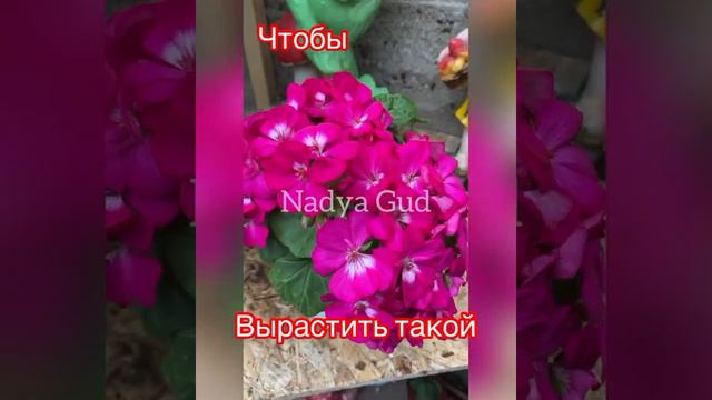 Цветы, выращенные самой, прекрасны || Nadya Gud