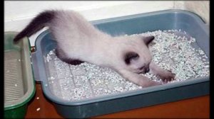 Как приучить котенка к лотку с самого раннего возраста?