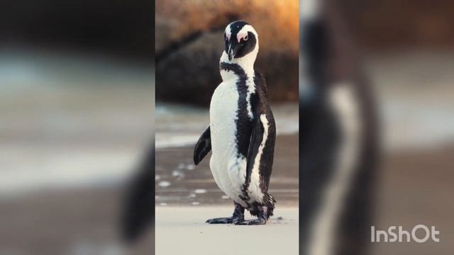 Этот удивительный мир животных смотреть онлайн