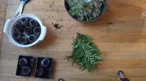 Черенкование туи!